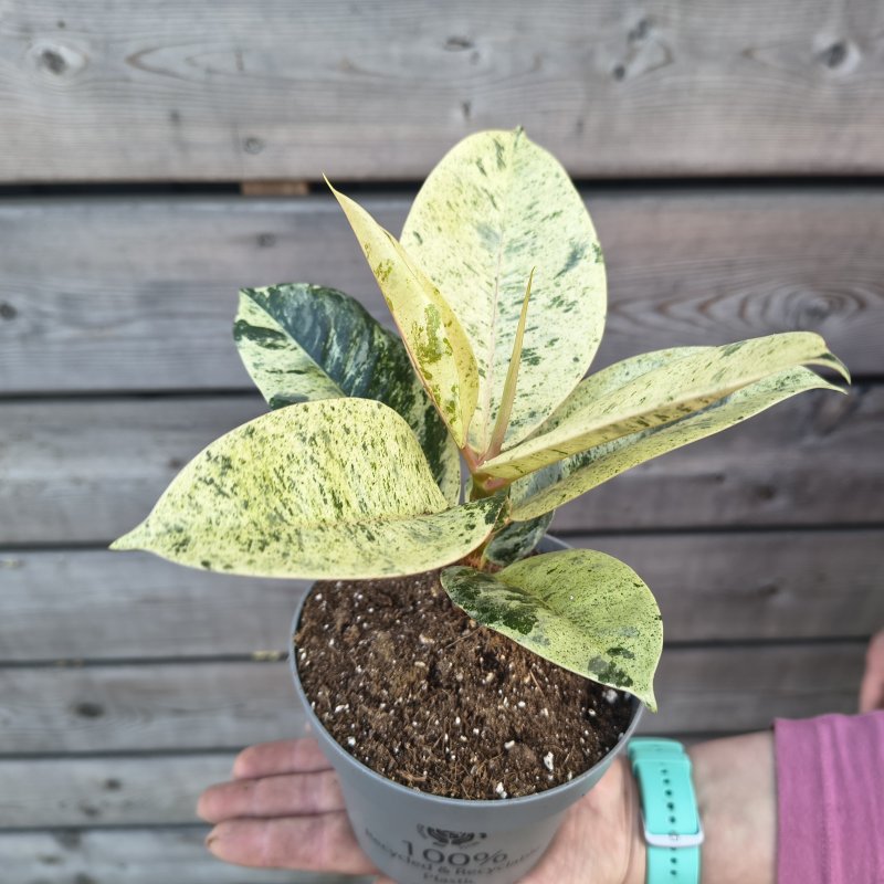 Ficus elastica (Fikus kaučukový) ´SHIVEREANA´ - kont. C1L, výška  10-15 cm